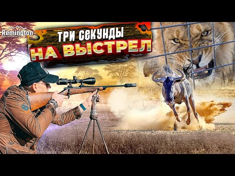 Видео: Охота с подхода. Антилопа ГНУ против Remington. Охотхозяйство в Африке. В клетке со Львом