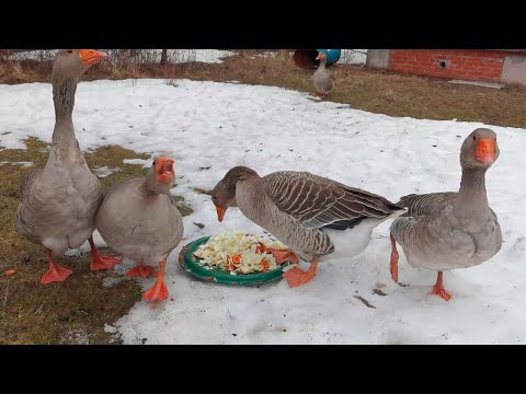 Видео: Гуси сбежали, Кошки ушли...