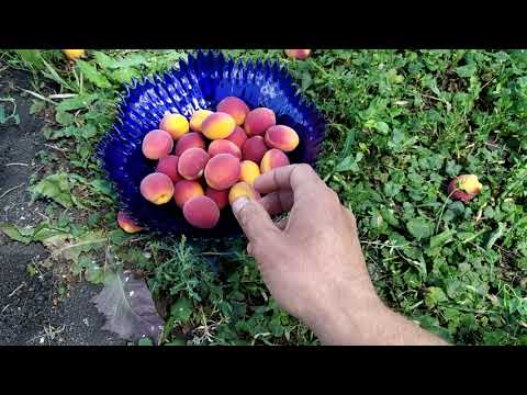 Видео: Абрикос "Саратовский Рубин".