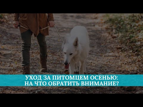 Видео: Уход за питомцем осенью: на что обратить внимание?