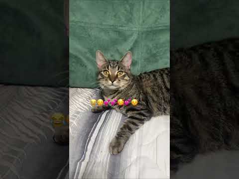 Видео: 🤣 Приколы с котами 🤣💕🎀