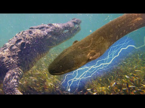 Видео: Его боятся даже крокодилы…  Электрический угорь – настоящий речной монстр!