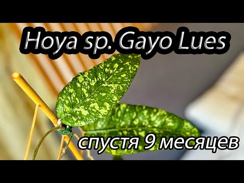 Видео: Hoya SP Gayo Lues спустя 9 месяцев