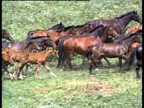 Видео: Карачаевцы Фильм