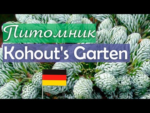 Видео: Питомник Kohout's Garten| Знакомство с питомником| Abies koreana 'Kohout's Ice Breaker'