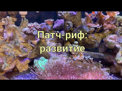 Видео: Патч-риф развитие