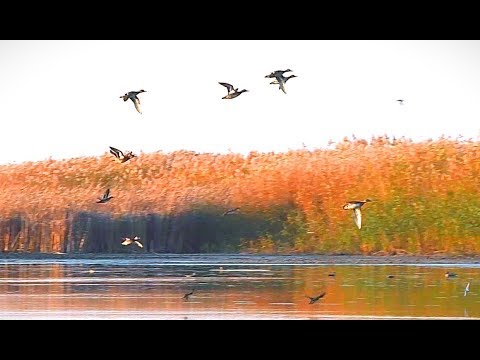 Видео: УТКИ МНОГО, а я С ДВУСТВОЛКОЙ. Охота на утку осенью.