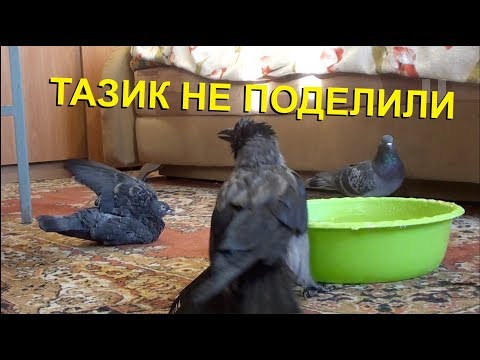 Видео: Как ворона и голубь тазик делили