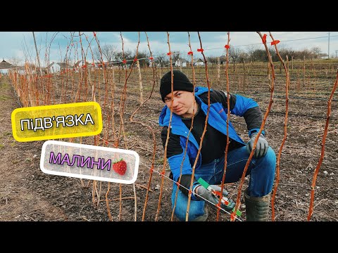 Видео: ПіДВ’ЯЗКА  малини тапенером//Як підв‘язати літню малину?//Частина 2