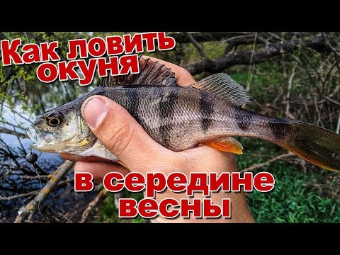 Видео: Как ловить окуня в середине весны | ловля щуки и окуня на микроджиг в апреле