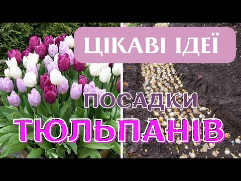 Видео: ПОСАДКА ТЮЛЬПАНІВ 🌷ДЛЯ КАЗКОВОГО САДУ🏡#тюльпани #казковий_сад #сад_для_відпочинку