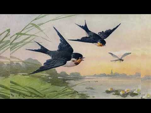 Видео: Ласточки пропали - Афанасий Фет -аудиостимуляция