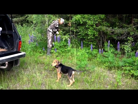 Видео: ПЕРВЫЙ РАЗ В ЛЕС. Раскат 3 мес. и Лайма вл. Шатров В.А.#охотасгончей#собака #животные #топ #hunting