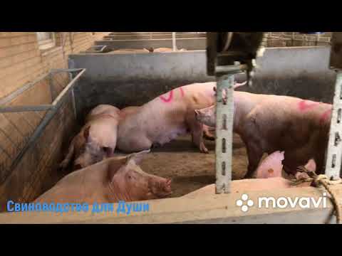 Видео: Диарея у поросят!какие методы используем для предотвращения диареи!