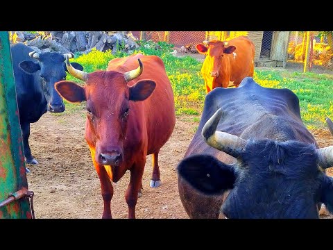Видео: Доильный аппарат Буренка 1. Выдоил 4 коровы за час.