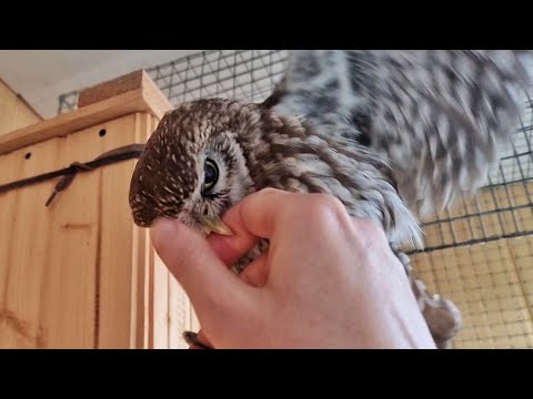 Видео: Как меня чуть сплюшки и сучи не съели, но понадкусывали. В гостях у @MaMa1ka