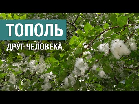 Видео: Тополь в городе: почему плюсов больше, чем минусов
