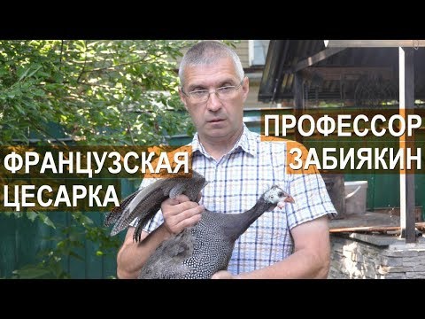Видео: Профессор Забиякин В.А. О содержании и кормлении французской цесарки