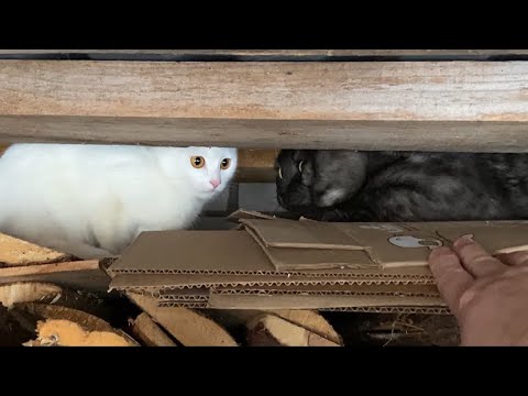 Видео: Вечером на даче 