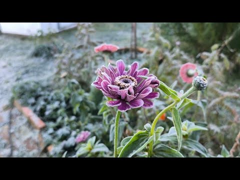 Видео: Очистила чердак! Сажаю цветочки.