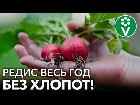 Видео: КАК ВЫРАСТИТЬ КРУПНЫЙ РЕДИС? Сеем редис без лишних заморочек проверенным годами методом