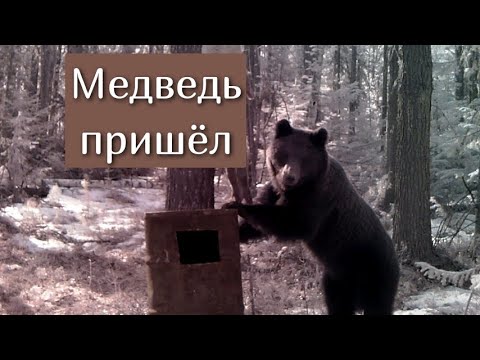 Видео: Привада на медведя апрель 2024 г. Установил фотоловушку.
