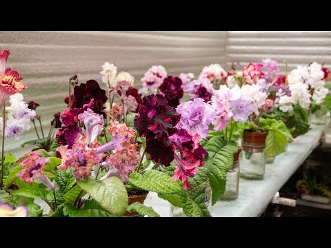 Видео: Стрептокарпусовый Дом 22,07,2025. Селекция стрептокарпусов Dimetris