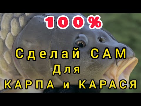 Видео: Сладкий Макушатник на КАРПА и КАРАСЯ!!! Рыба будет в садке!