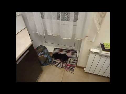 Видео: Цвергшнауцер. Второй день в нашей семье.