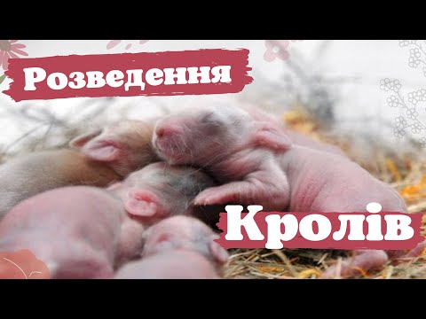 Видео: Бізнес на кролях. Заробіток?