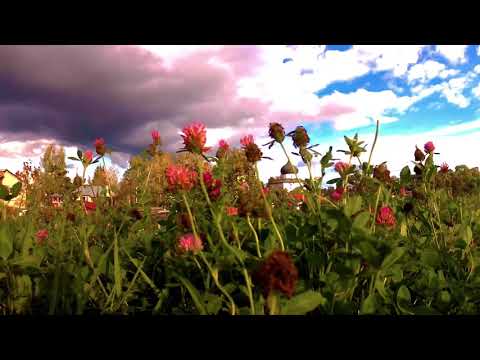 Видео: Юрьев Польский  -  "Ты колхозница - тебя  любить нельзя