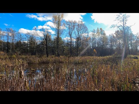 Видео: Осіннє болото на краю Полісся просто кишить ЧервоноКнижними видами риб