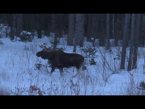 Видео: Трофейные лоси чуть не затоптали!!! Охота на Алтае!!!