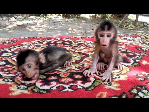 Видео: Эти обезьянки с хвостиками здоровы, но у них случаются истерики