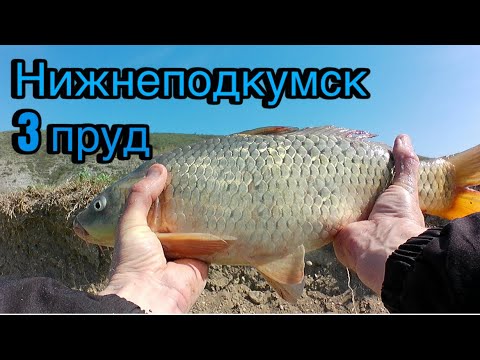 Видео: Нижнеподкумск 3 пруд. Рыбалка Ставропольский край 8.04.2024г.