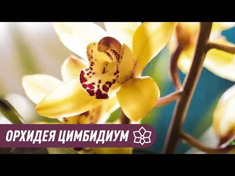 Видео: Орхидея Цимбидиум. Уход Содержание Пересадка и цветение.