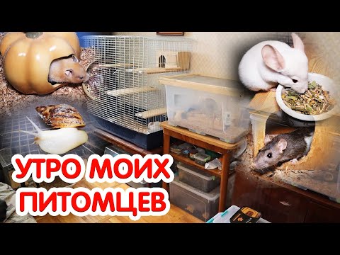 Видео: VLOG Вечер и утро моих питомцев