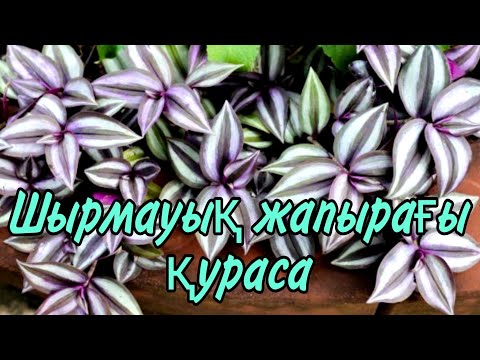 Видео: Үй гүлдері. Гүлдер әлемі. Үй гүлдерінің астыңғы жапырағы сарғайса не істеу керек.