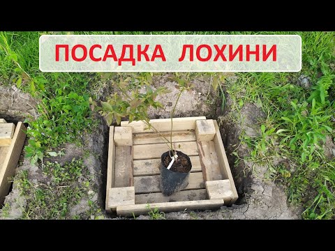 Видео: Капітальна посадка лохини. Як зробити субстрат та посадкову яму