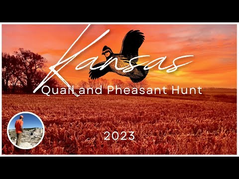 Видео: ЖАРКАЯ ОХОТА В НАГОРЬЕ КАНЗАСА! ПЕРЕПЕЛКИ И ФАЗАНЫ