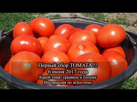 Видео: ПЕРВЫЙ сбор томата, без отпления!! 6 июня 2017.