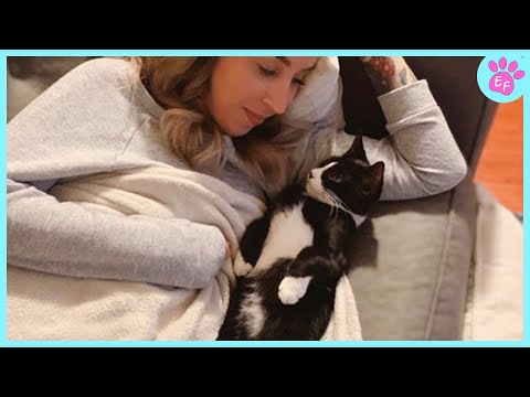 Видео: Милая выставка кошек Love 😻 Моменты между кошками и людьми
