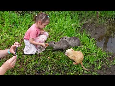 Видео: Нутрии на воле