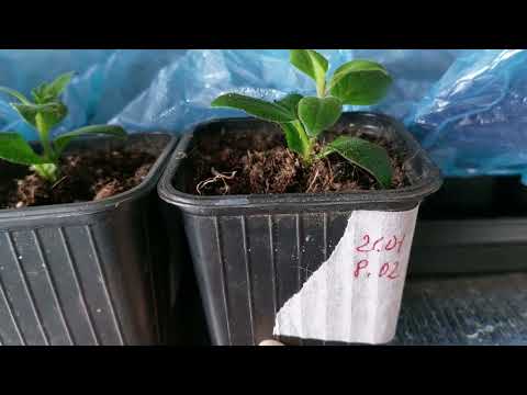 Видео: Рассада цветов на 10.02.2024