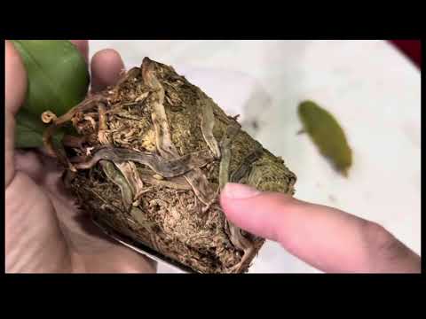 Видео: Распаковка посылки с орхидеями уценками