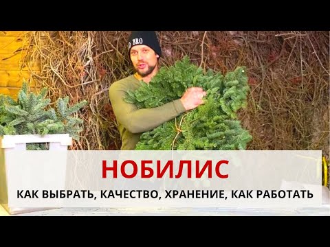 Видео: ВСЕ ПРО НОБИЛИС | Что такое НОБИЛИС? Как выбрать и как работать с нобилисом. Хранение нобилиса.