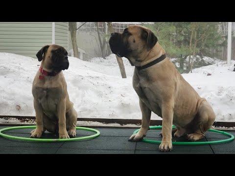 Видео: Догтренинг 593. Работают бульмастифы. Монопородный урок.