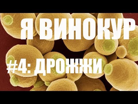 Видео: Я винокур. #4: Дрожжи.