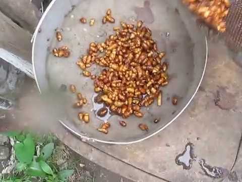 Видео: Обработка и чистка чуфы