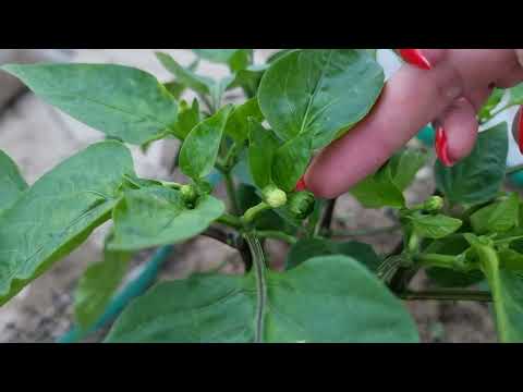 Видео: ФОРМИРОВКА ПЕРЦА НА СУПЕР РАННИЙ УРОЖАЙ. ВАЖНО!!! ДЕЛАЙ БИСТРО, ПОЛУЧАЙ МНОГО!